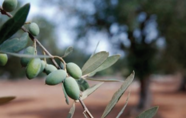 Food Lovers’ Puglia